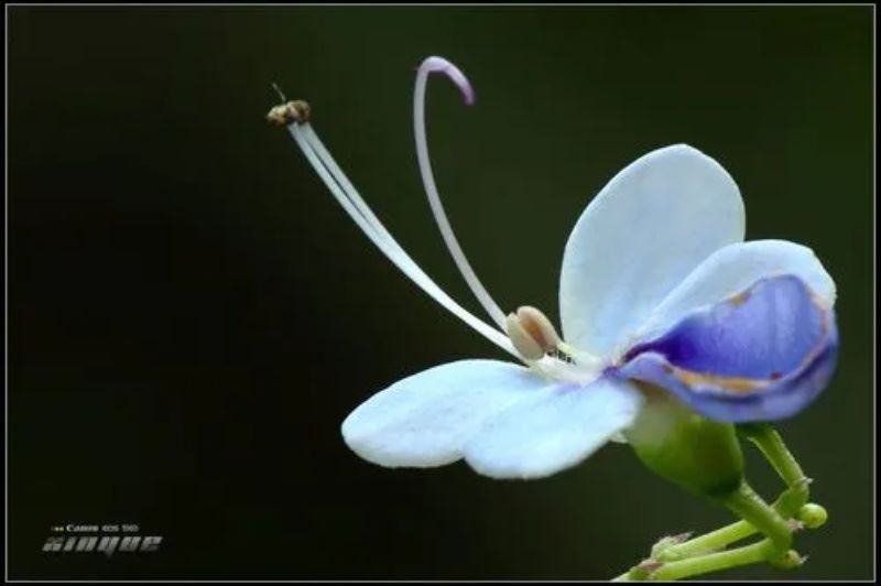 蝴蝶花的花语 蝴蝶花的传说「蝴蝶花的花语和传说」